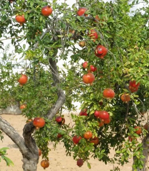 Punica granatum 'Mollar de Elche'